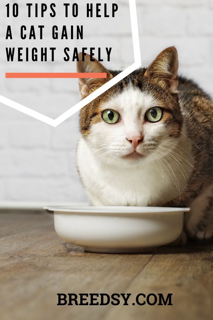 How To Help My Cat Gain Weight? â Feline Friend