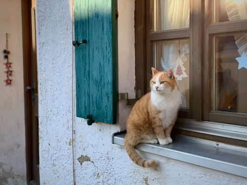 How To Keep Cats Out Of Windows?  [4 Tips You Should Know ...