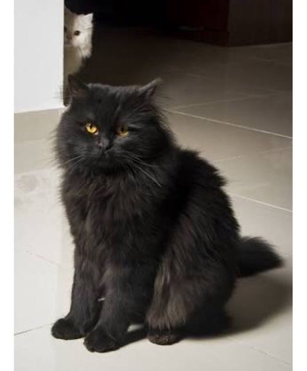 How to make my Persian cats hair longer, and what is the ...