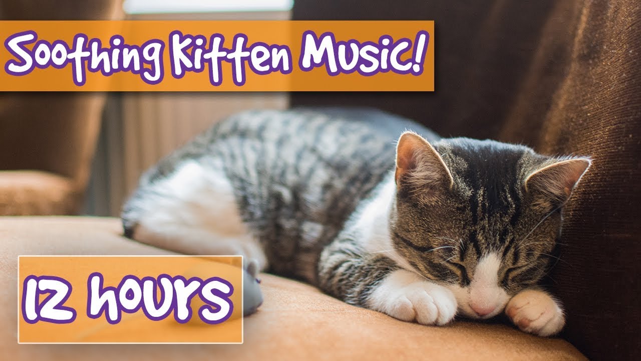 How to Make your Kitten Calm Down! Relaxing Music to Help ...
