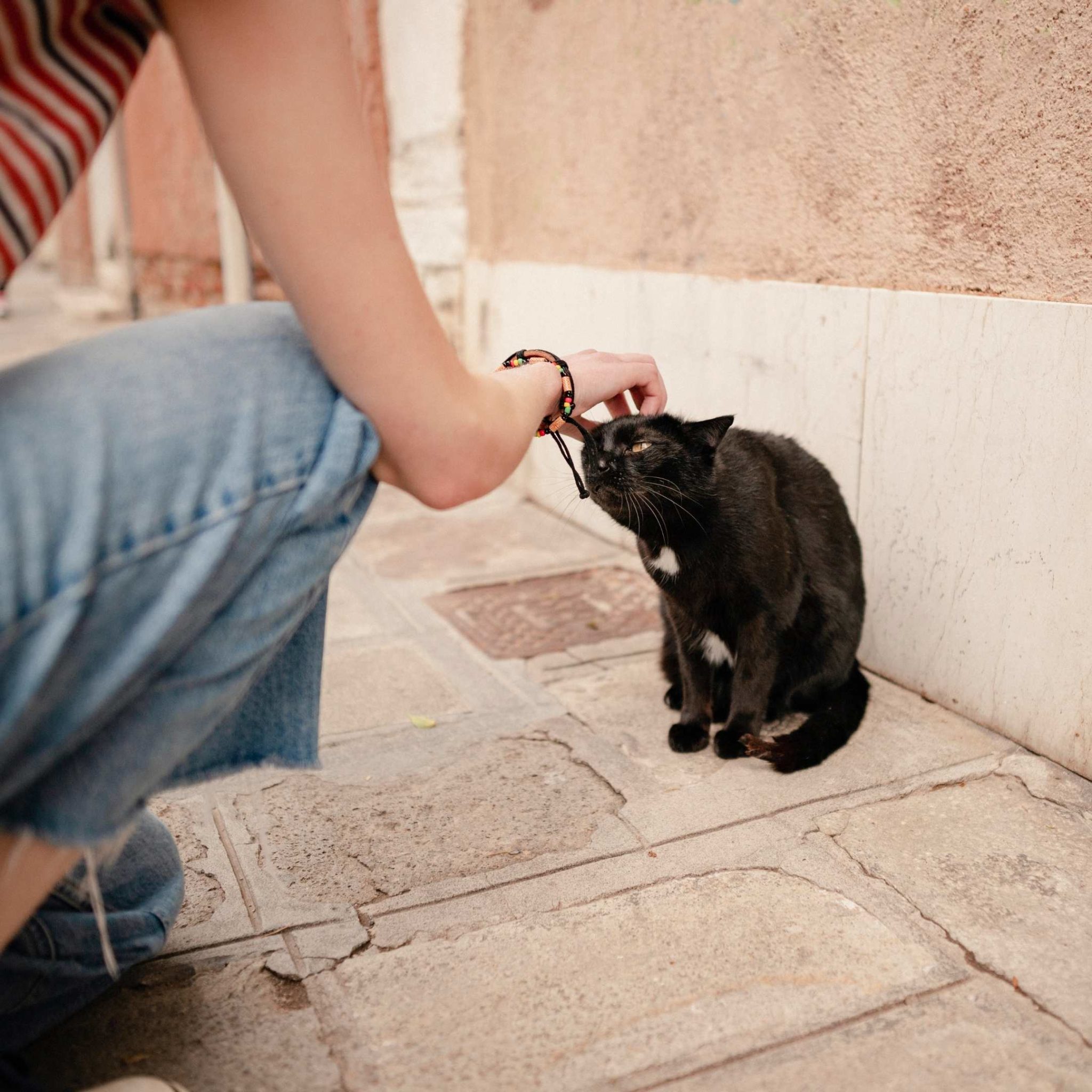 How to Pet a stray Cat