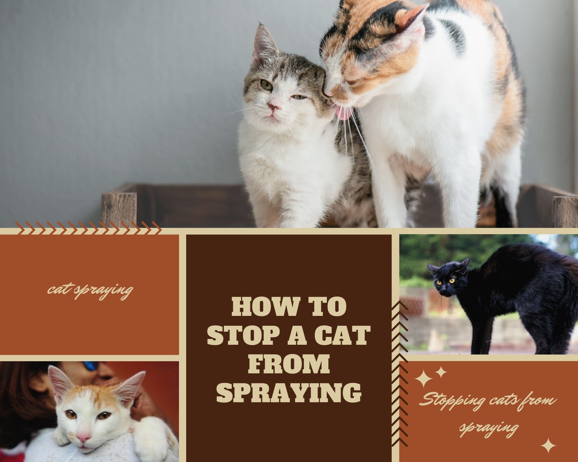 How to Stop Cat Peeing on Everywhere