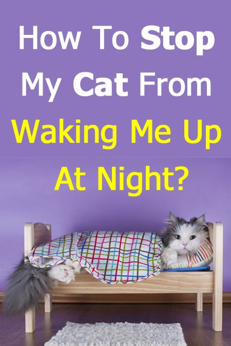 How To Stop My Cat From Waking Me Up At Night (step