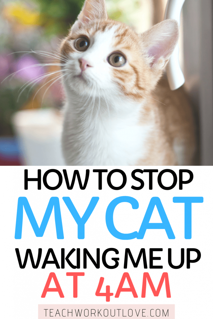 How to Stop My Cat Waking Me Up At 4am