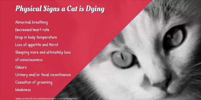 How To Tell If Your Old Cat Is Dying
