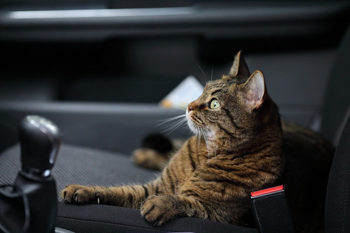 How to Travel with a Cat in a Car Long Distance (with a ...