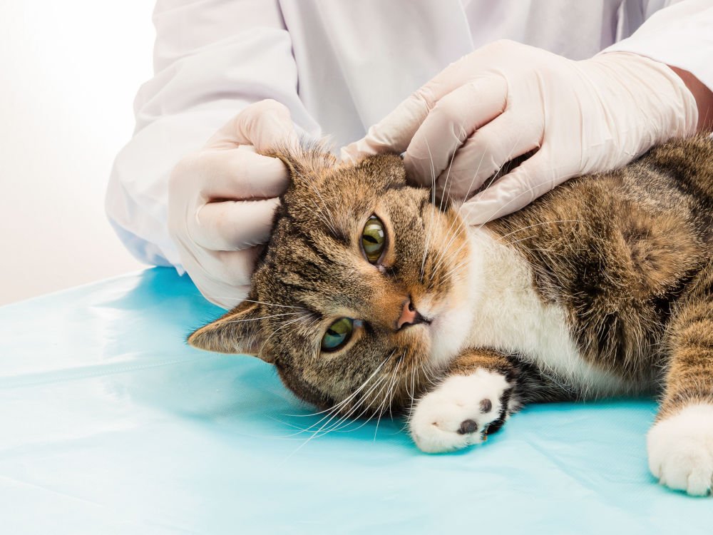 How To Treat Ear Mites In Cats? Here Is The Solution!