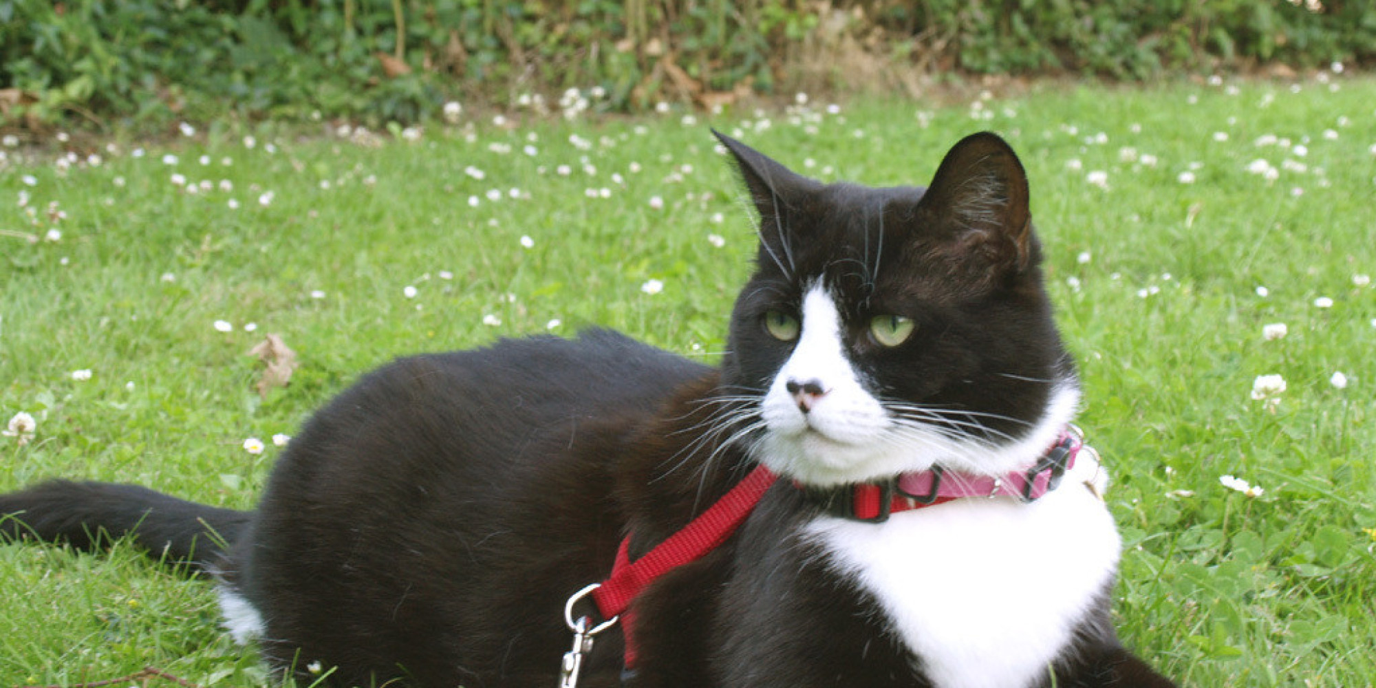 How To Walk Your Cat On A Leash, And Why You Should
