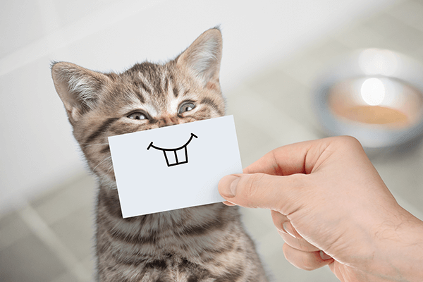 Is My Cat Happy?  All About Your Cat