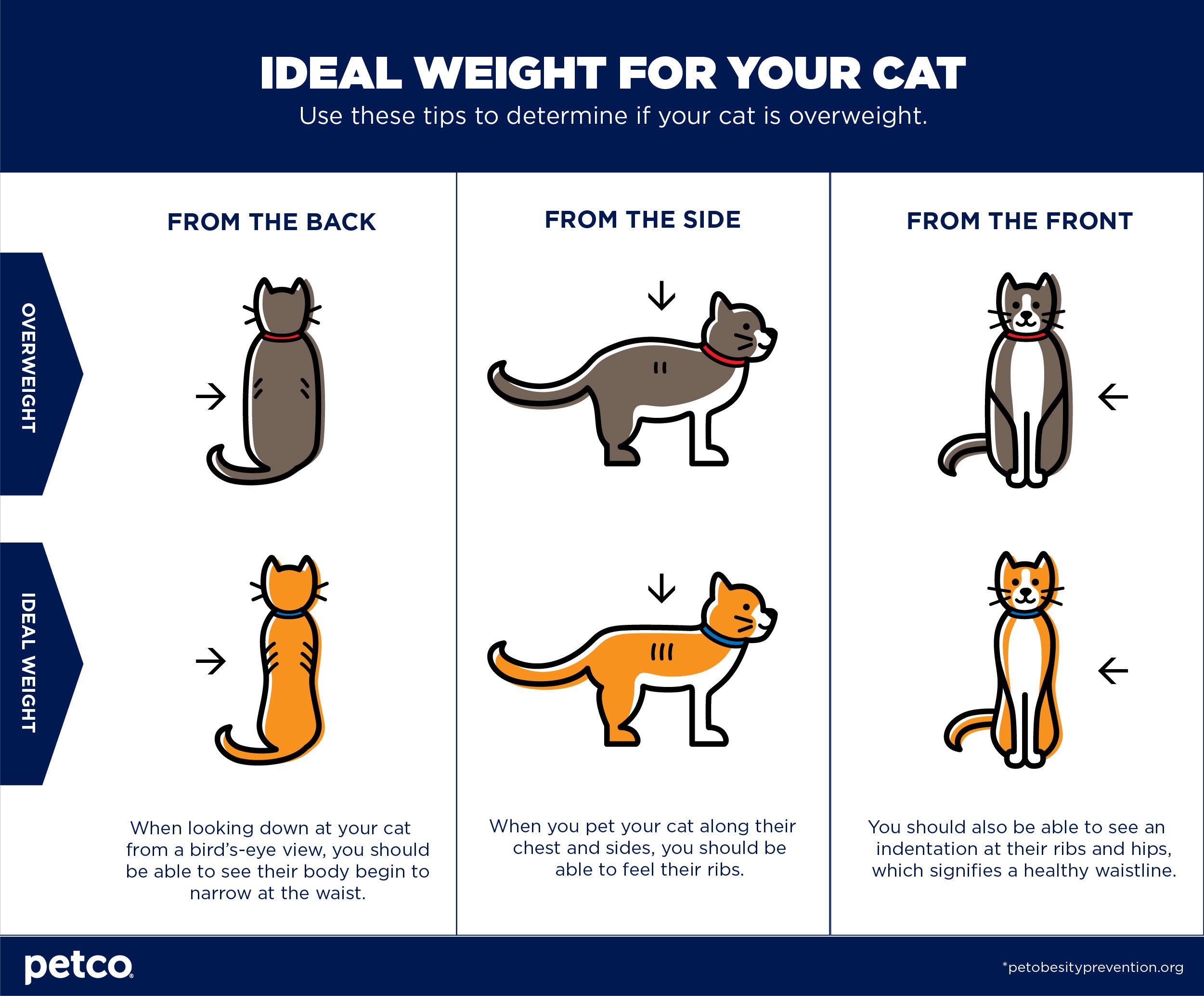 Is my Cat Overweight?