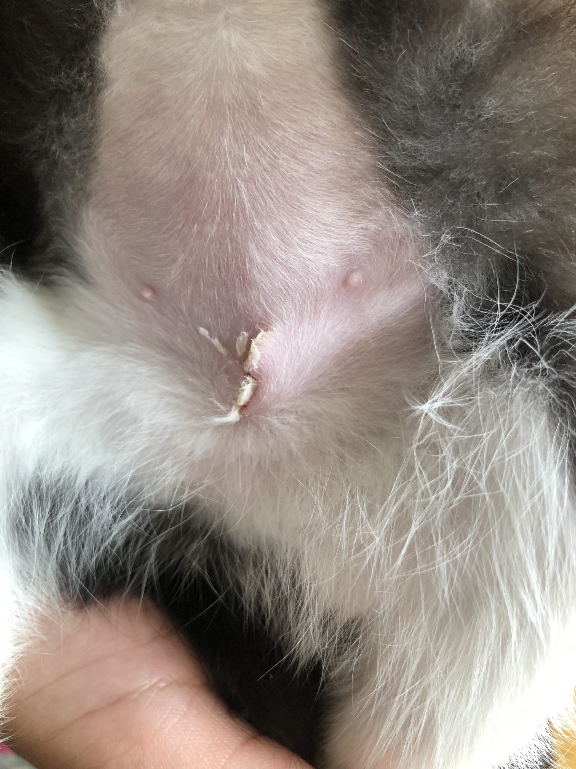 Is My Kittenâs Spay Incision Healing Properly?