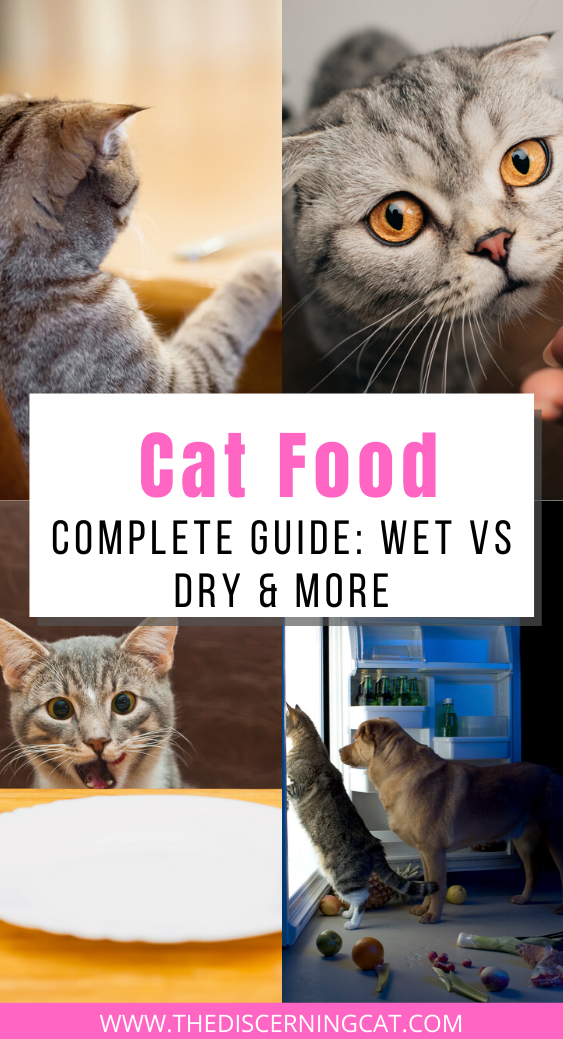Is Wet Food Or Dry Food Better For Cats