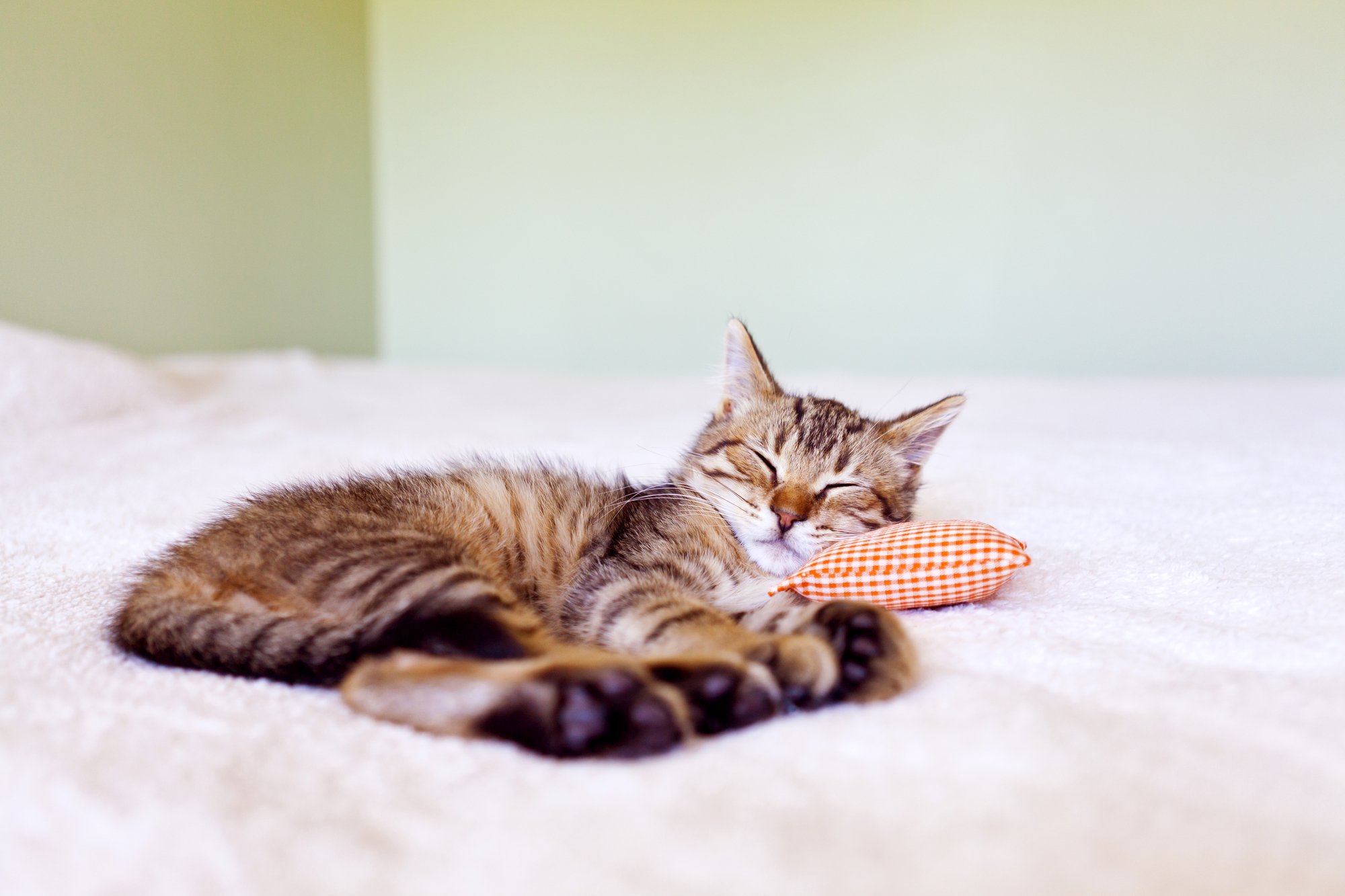 Is Your Cat Sad? Signs and Causes of Cat Depression