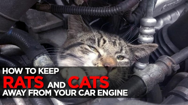 Keep mice and stray cats away from your engine