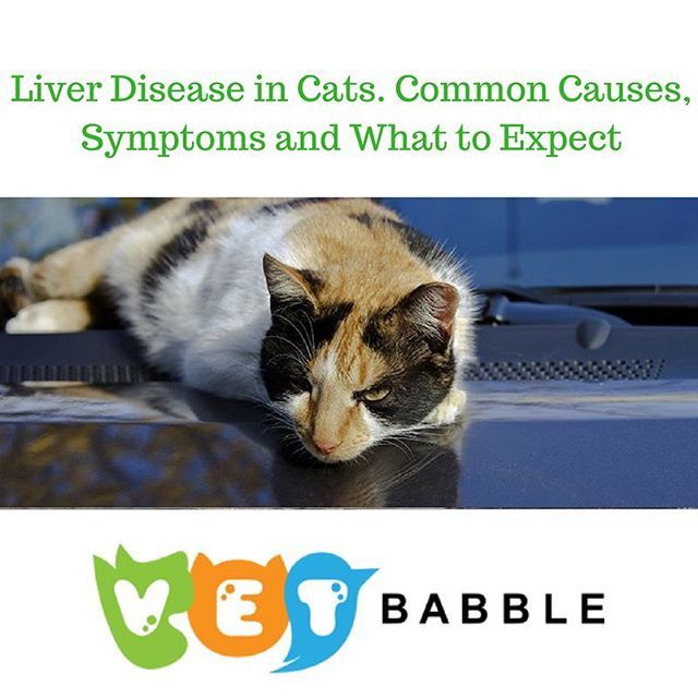 Liver Disease in Cats. Causes, Symptoms and What to Expect ...