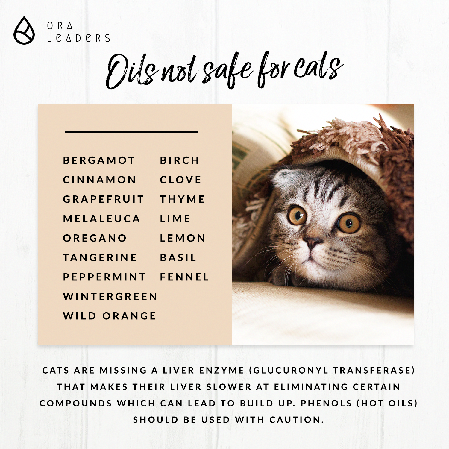 Oils not safe for cats