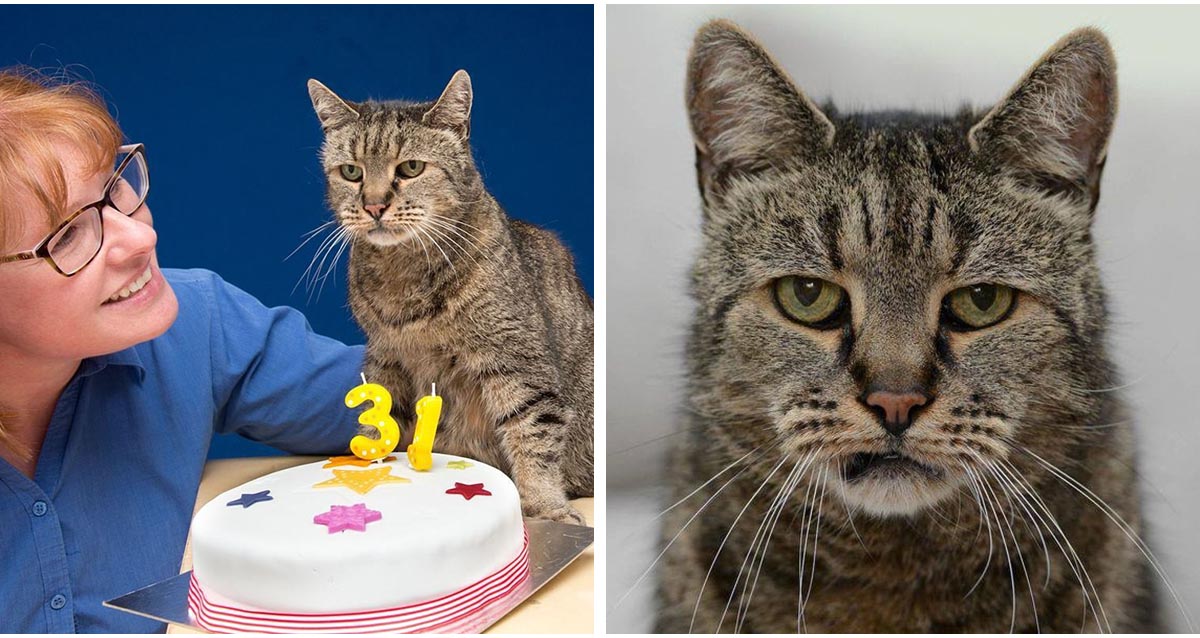 Oldest Cat In The World Just Turned 31