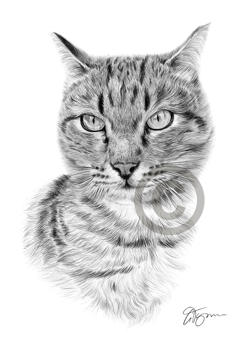 Pencil drawing of a tabby cat by UK artist Gary Tymon