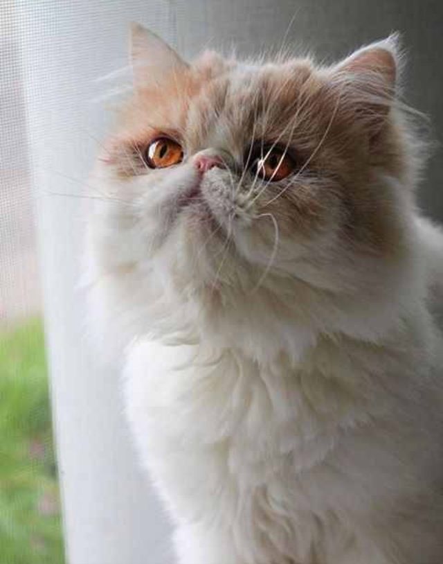 Persian cat look like Miu
