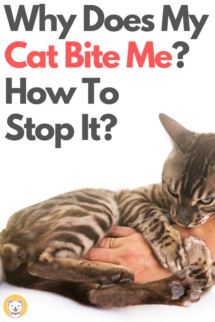 Pin on Cat Care Tips and Behavior