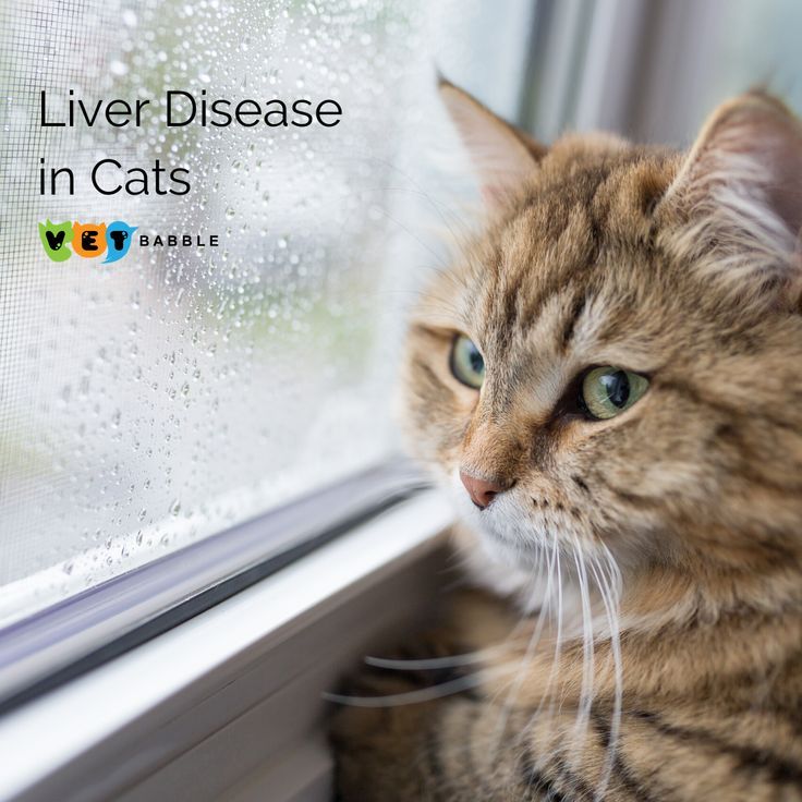 Pin on Cats Diseases