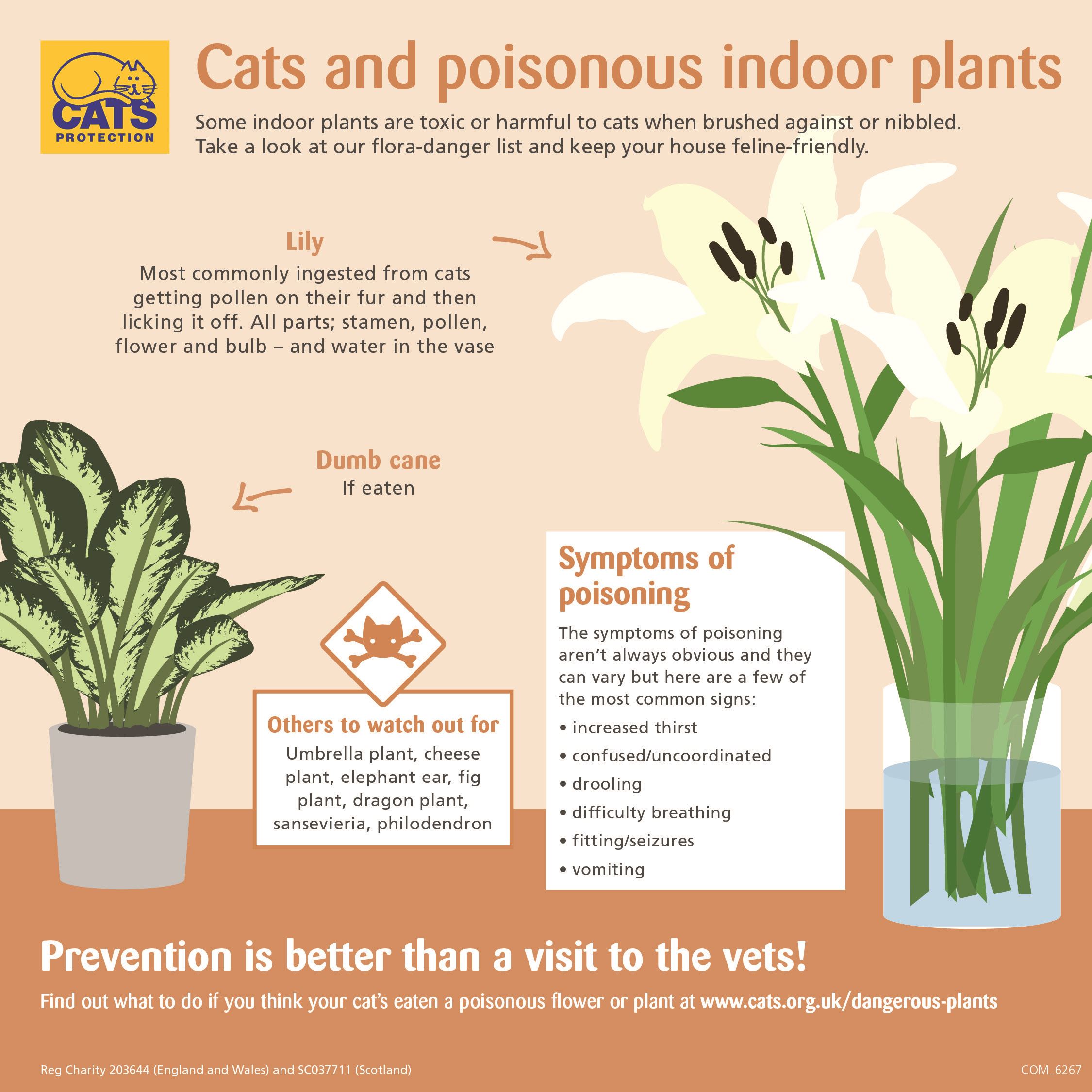 Plants Poisonous to Cats â Our Guide