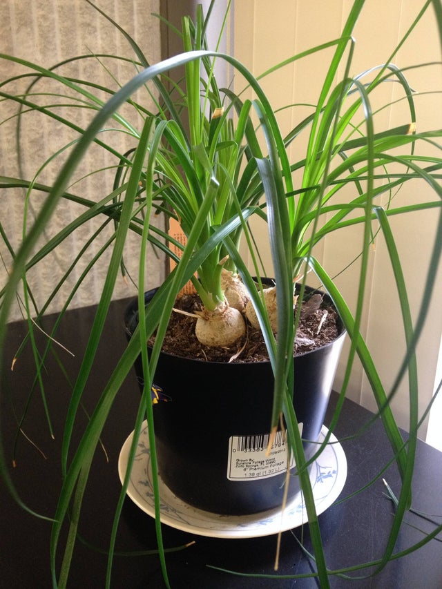 Ponytail Palm Poisonous To Cats