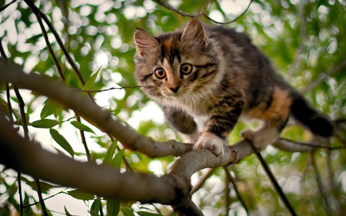 Quiet Corner:How to Get a Cat Down From a Tree