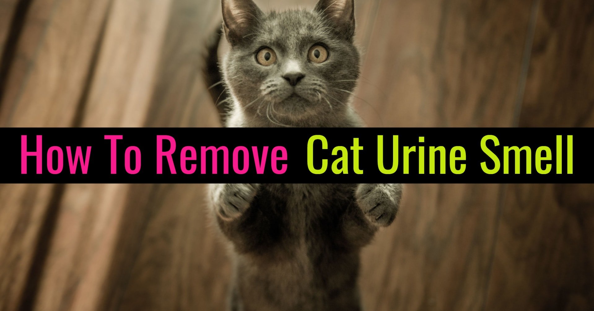 Remove Cat Urine Smell From Clothes