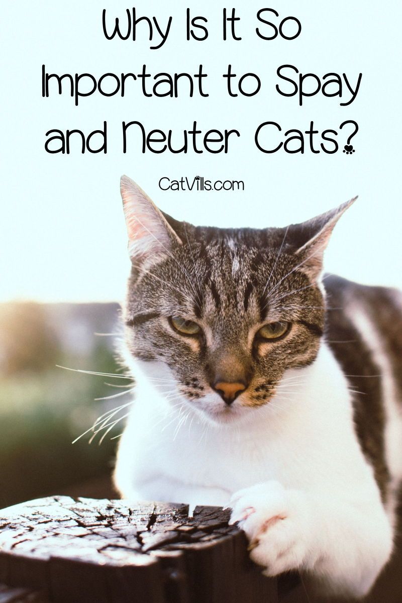 Should you get your cat fixed? The short answer is yes ...