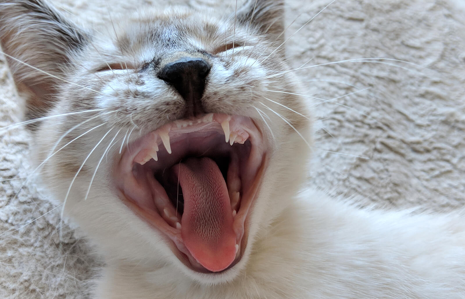 Siamese Cat Teeth