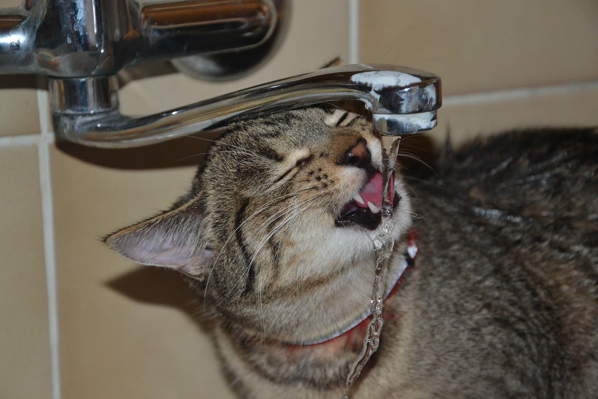 Signs of Dehydration in Cats