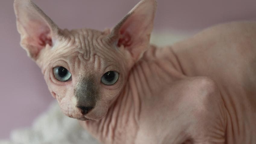 Sphynx cat: Woman pays $700 for hairless cat who later ...
