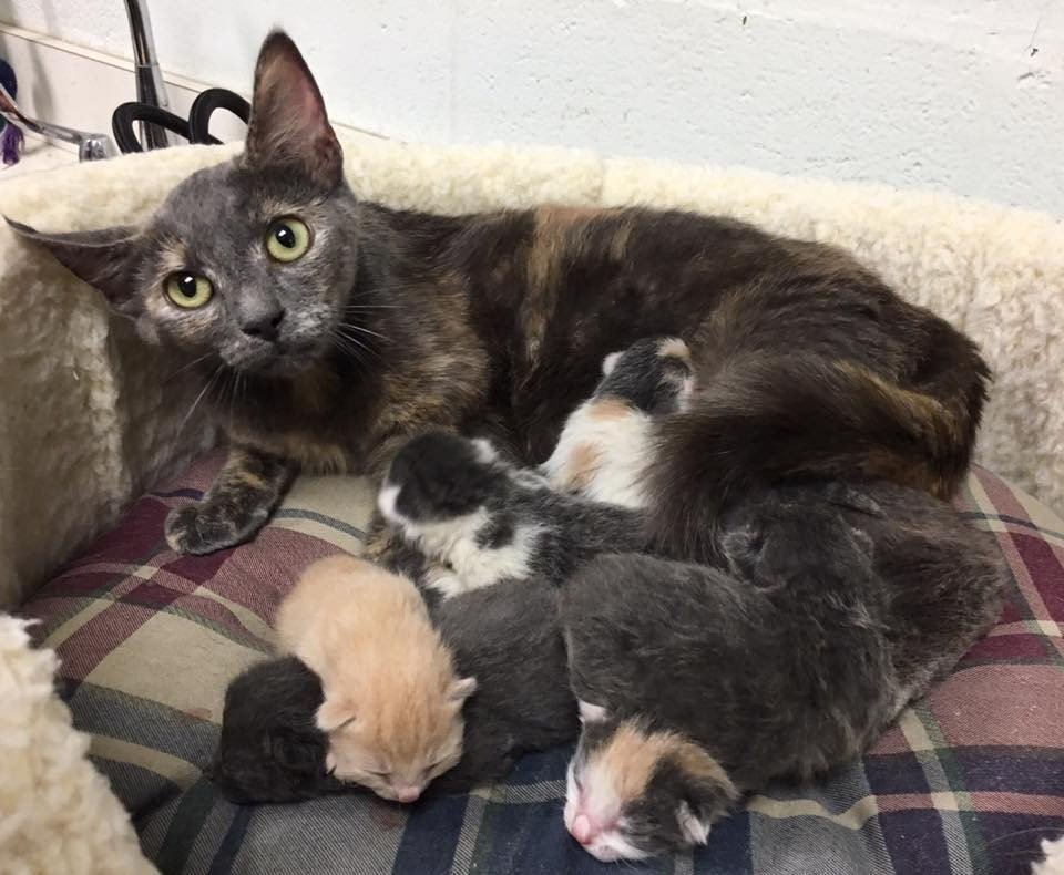 Stray Cat Came to Shelter with Big Belly, So Pregnant She ...