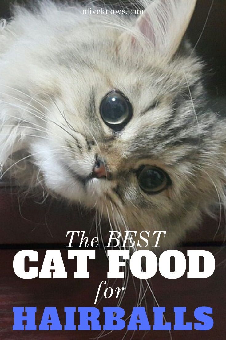 The Best Cat Food for Hairballs