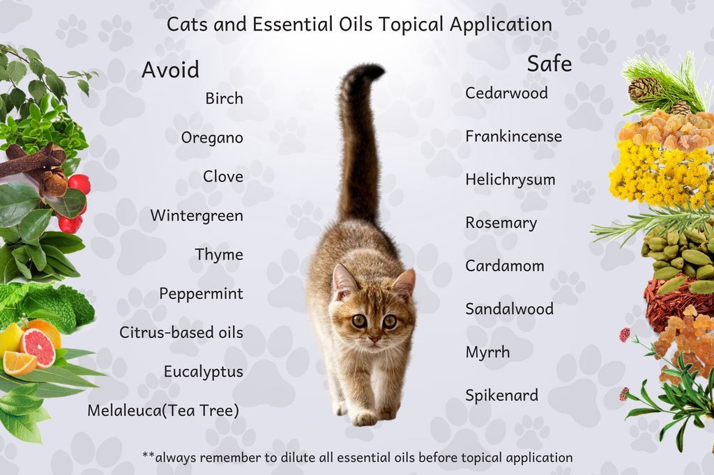 Uncovering The Truth About Using Essential Oils With Cats ...