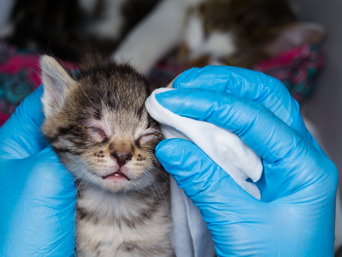 Upper Respiratory Infections in Kittens