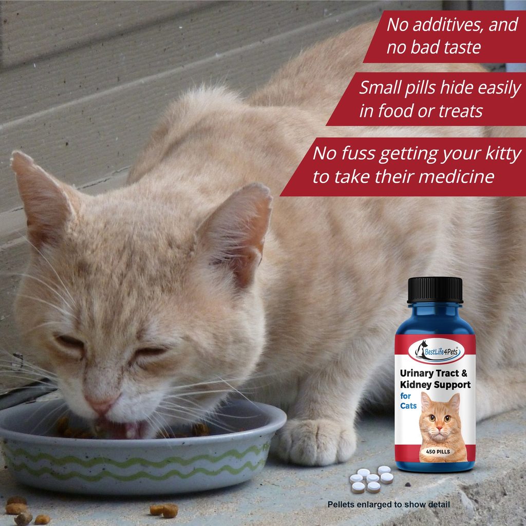 Urinary Tract Infection and Kidney Support Remedy for Cats ...
