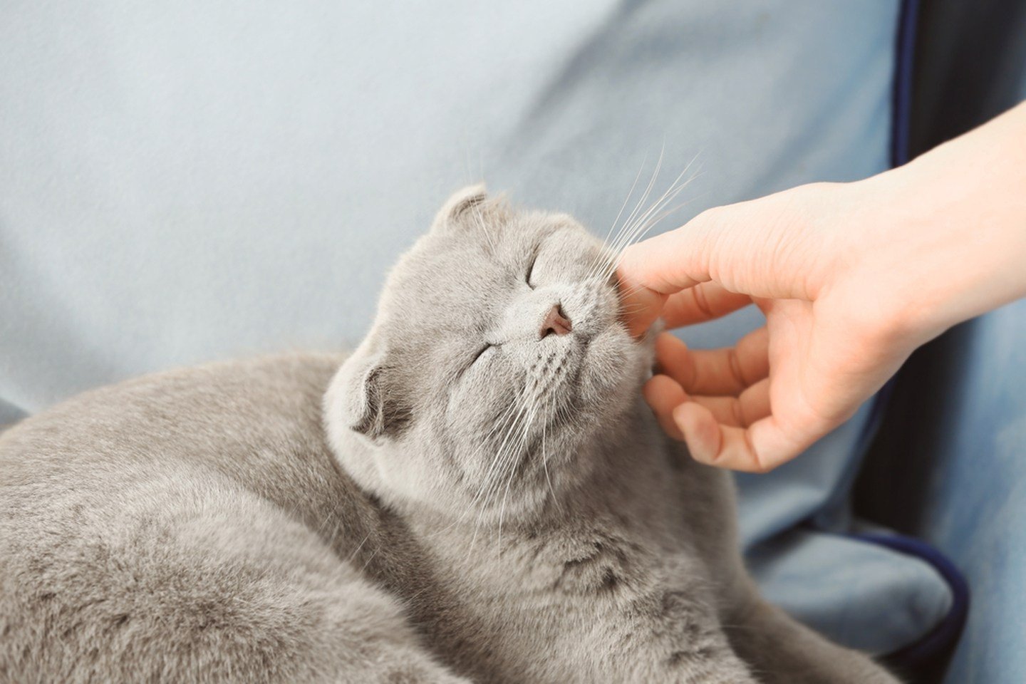 VIDEO: Why Do Cats Purr?