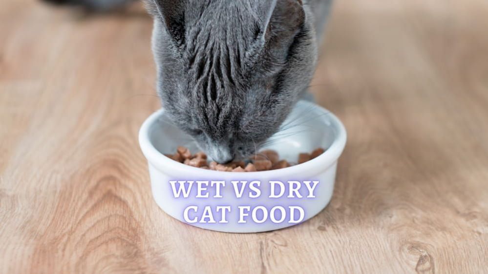 Wet vs Dry Cat Food Pros and Cons: Which food is better ...