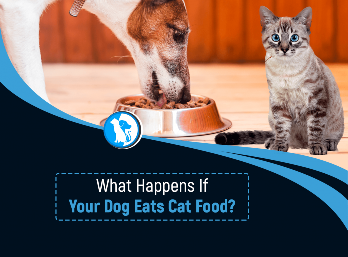 What Happens If A Dog Eats Cat Food