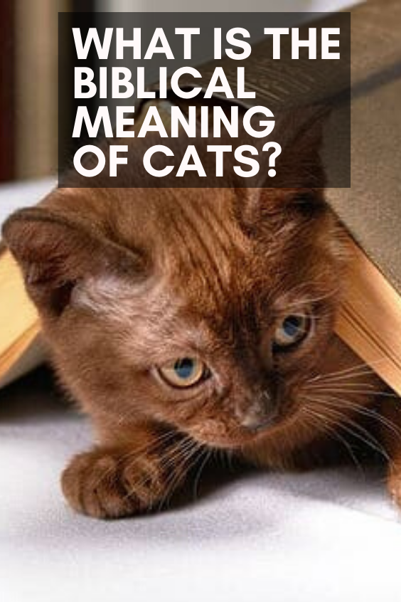 What Is the Biblical Meaning of Cats?