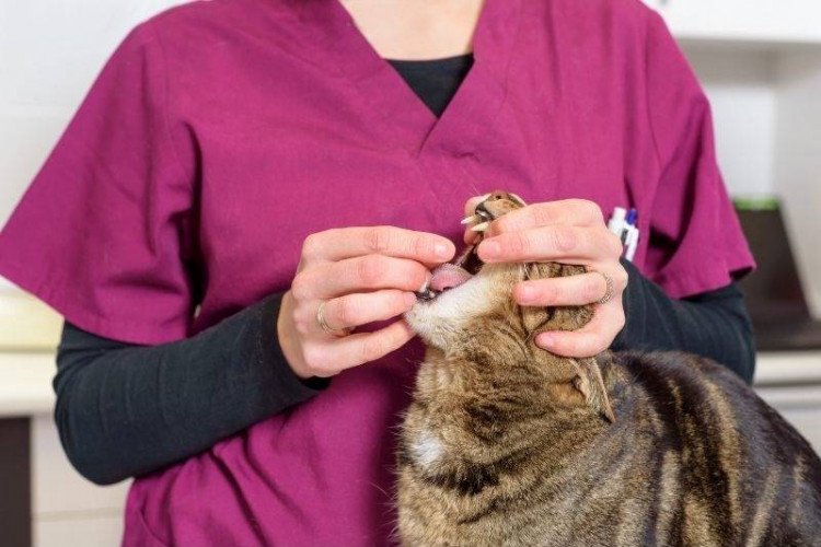 What to Expect After Deworming a Cat