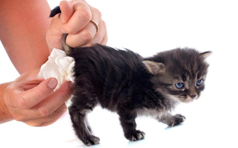 When Do Male Kittens Start Spraying?