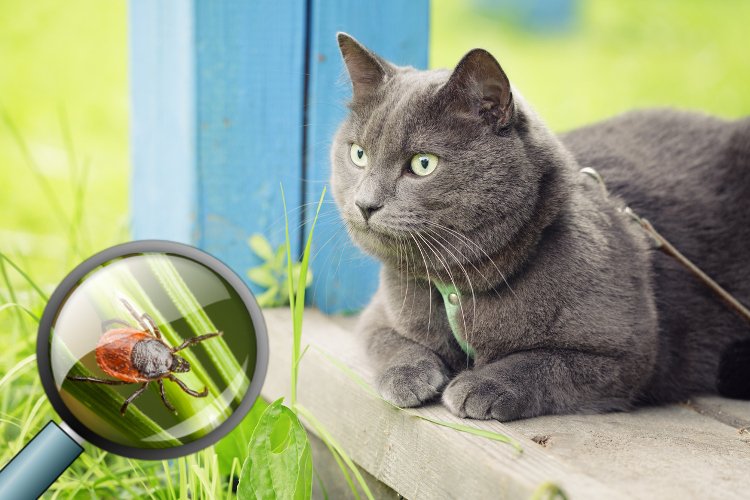 When Life Gives Your Cat Lyme Disease