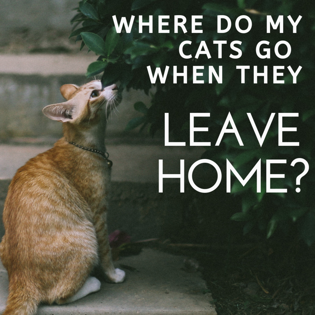 Where Do Your Cats Go When They Leave Your Home?