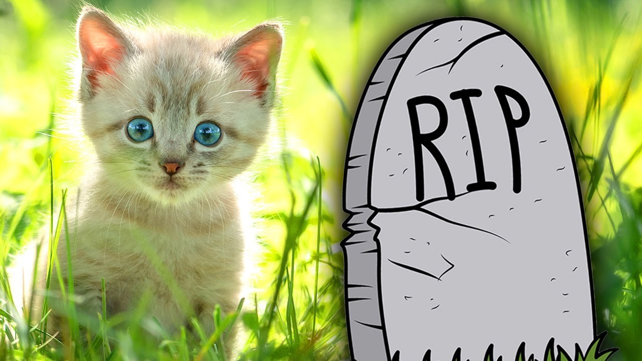 Where Pets Go When They Die