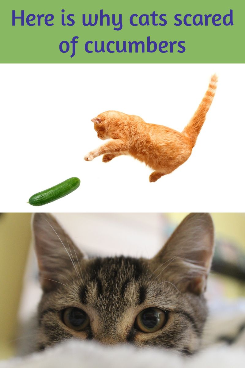 Why are Cats Scared of Cucumbers?