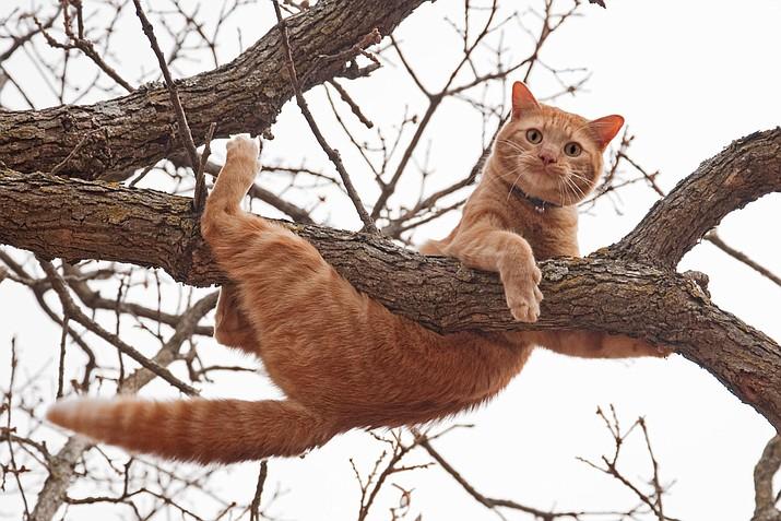 Why Cats Get Stuck In Trees