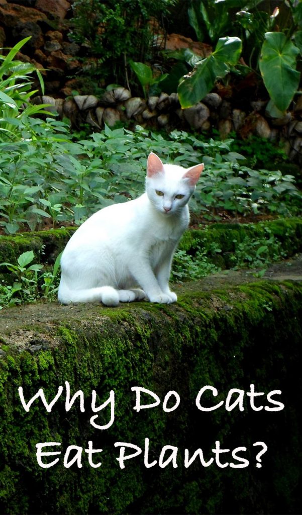 Why Do Cats Eat Plants And How To Stop Them Doing It